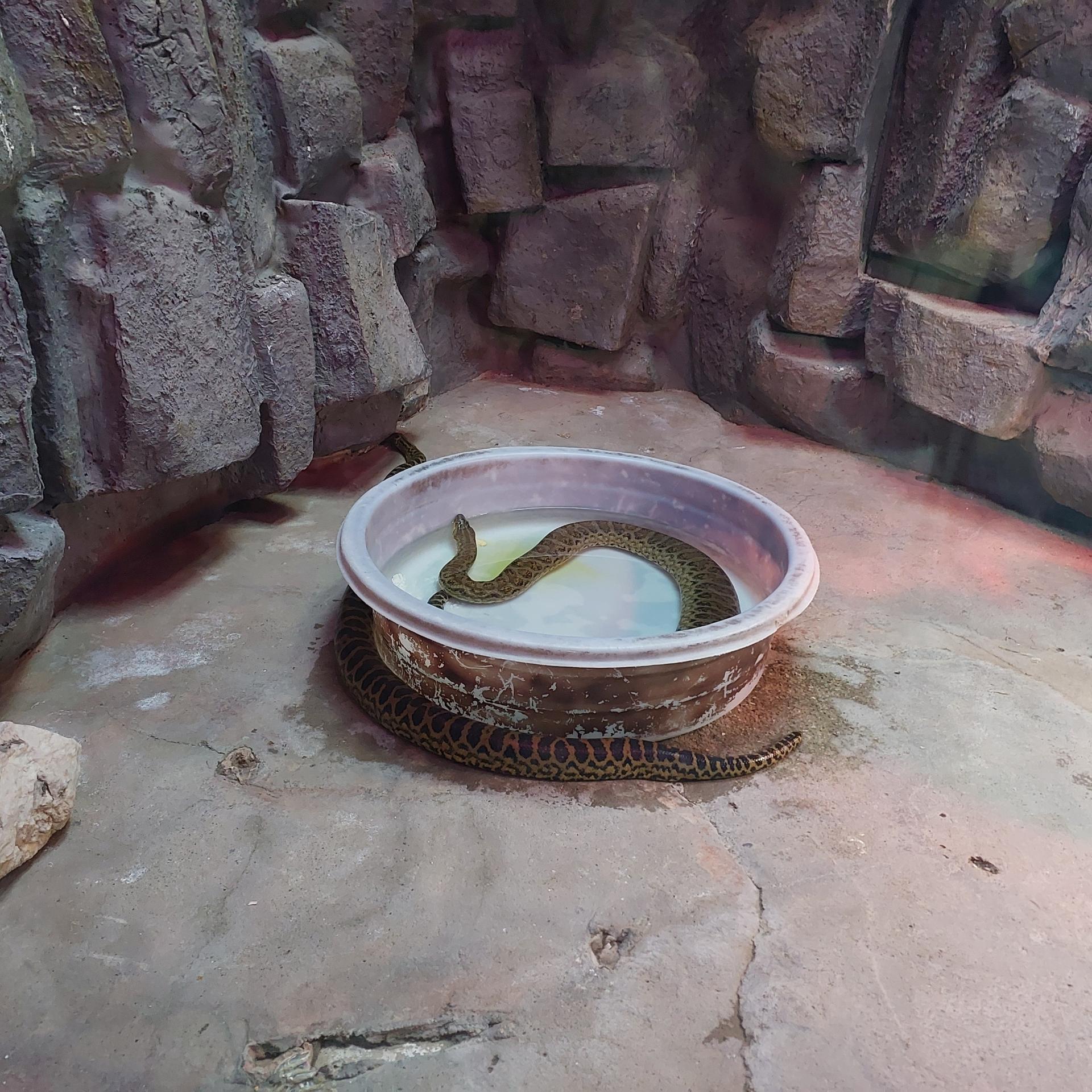 عکس باغ خزندگان