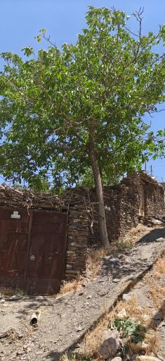 عکس ورکانه