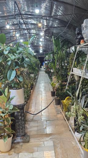 عکس گلخانه الف 