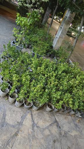 عکس گلخانه الف 