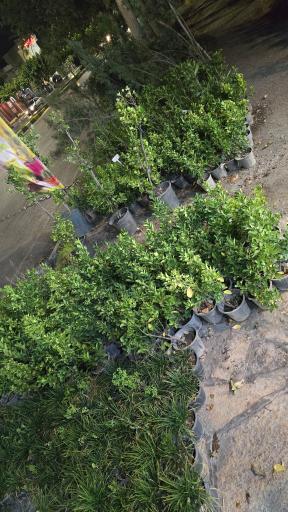 عکس گلخانه الف 