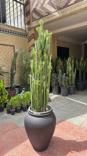 عکس گلخونه بی ان دی پلنت