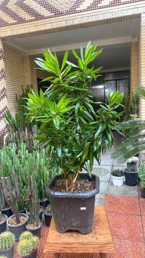 عکس گلخونه بی ان دی پلنت