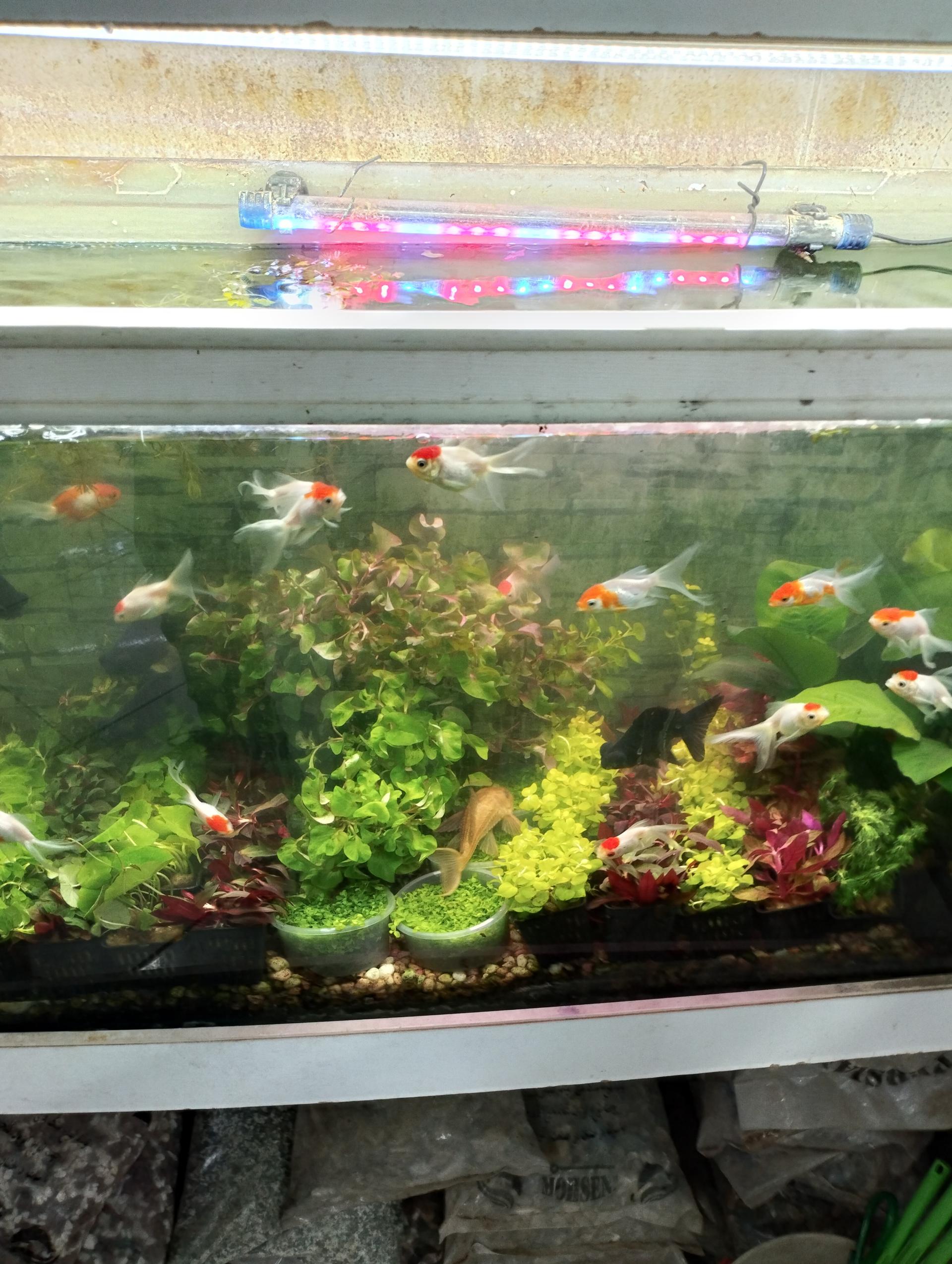 عکس آکواریوم ارشیا