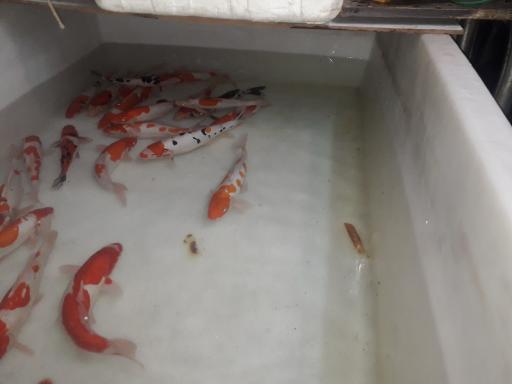 عکس آکواریوم ارشیا