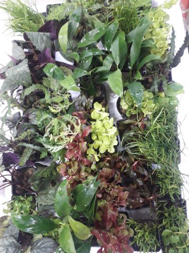 عکس آکواریوم ارشیا