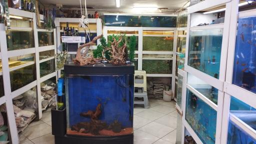 عکس آکواریوم ارشیا