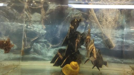 عکس آکواریوم ارشیا