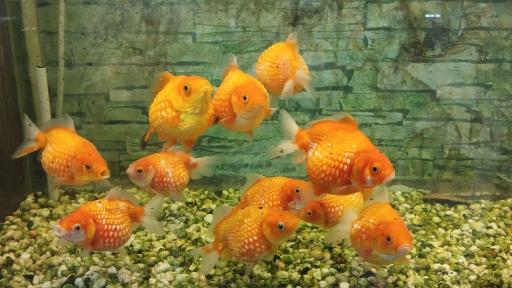 عکس آکواریوم ارشیا