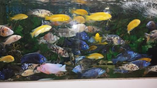 عکس آکواریوم ارشیا