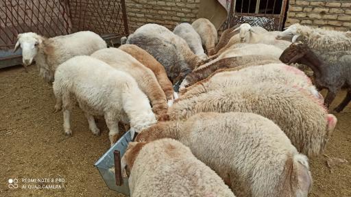 عکس دامداری و دامپروری اسحاق انوری 