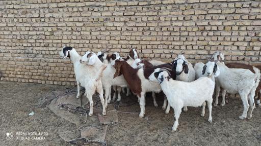 عکس دامداری و دامپروری اسحاق انوری 