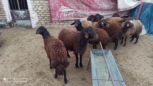 عکس دامداری و دامپروری اسحاق انوری 