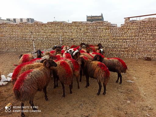 عکس دامداری و دامپروری اسحاق انوری 