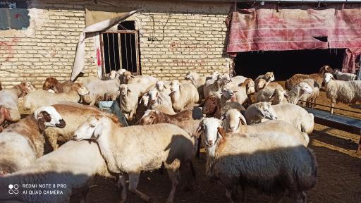 عکس دامداری و دامپروری اسحاق انوری 