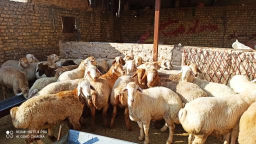 عکس دامداری و دامپروری اسحاق انوری 