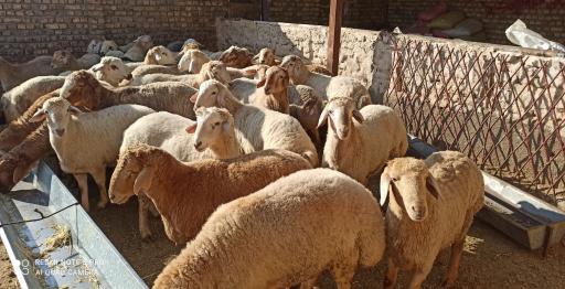 عکس دامداری و دامپروری اسحاق انوری 