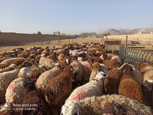 عکس دامداری و دامپروری اسحاق انوری 