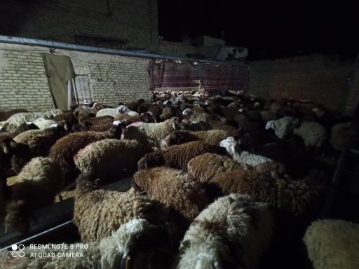 عکس دامداری و دامپروری اسحاق انوری 