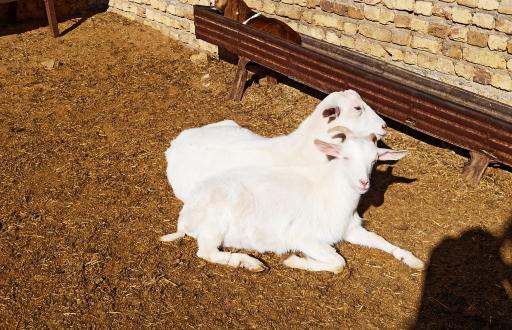 عکس دامداری و دامپروری اسحاق انوری 