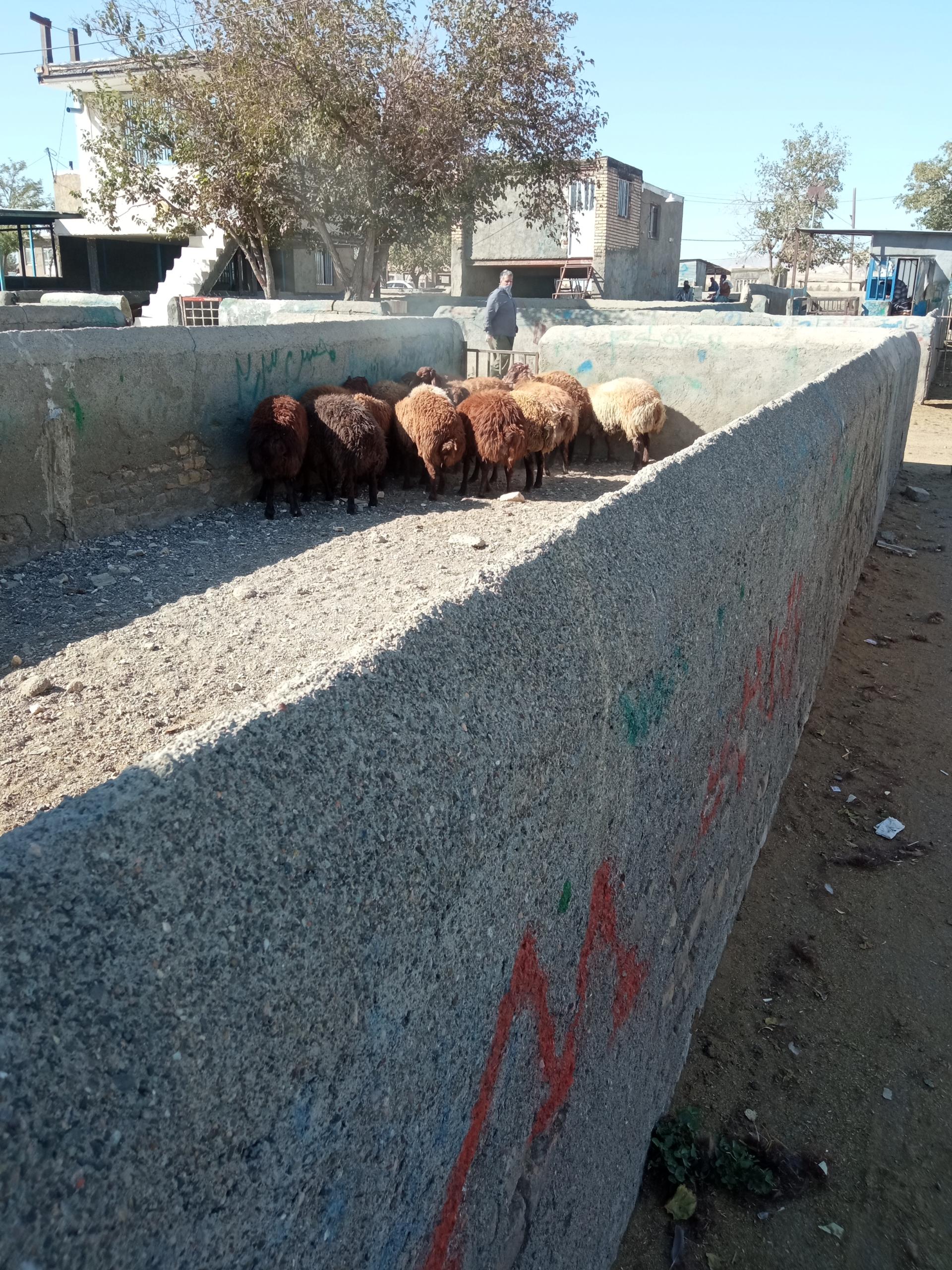 عکس بازار دام سبک مشهد