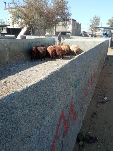 عکس بازار دام سبک مشهد