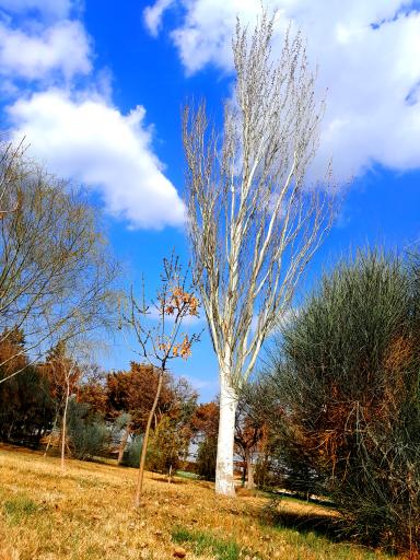 بوستان آلما