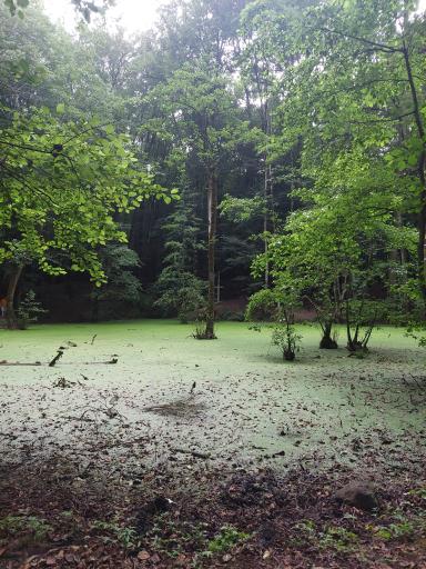 عکس رودخانه چالوس