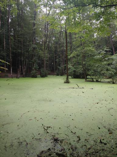 عکس رودخانه چالوس