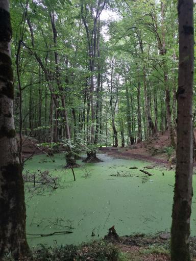 عکس رودخانه چالوس