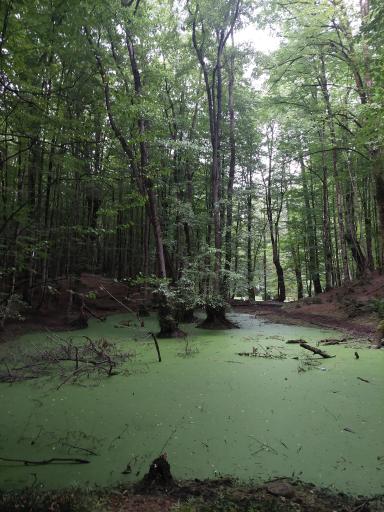 عکس رودخانه چالوس
