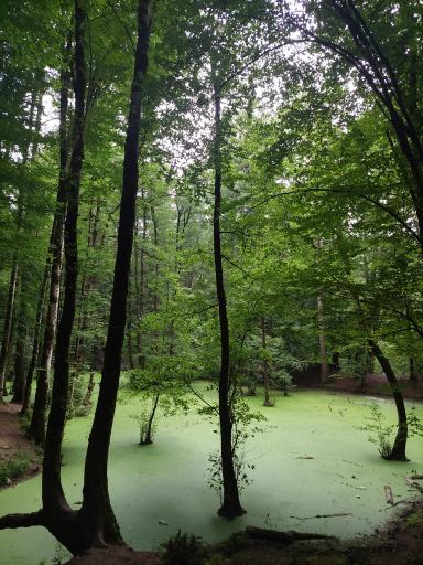 عکس رودخانه چالوس