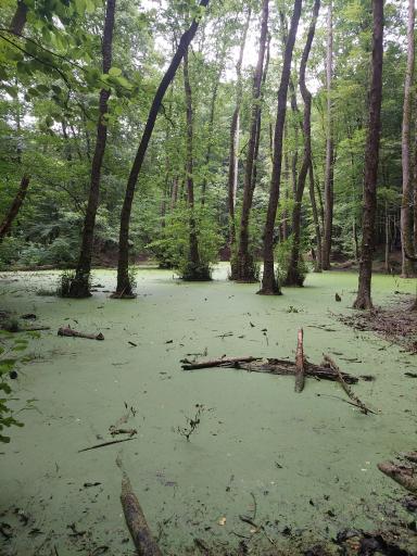 عکس رودخانه چالوس