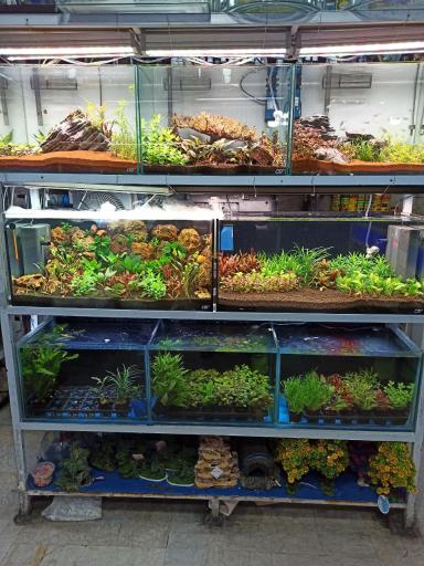 عکس آکواریوم برکه (پیروزی)