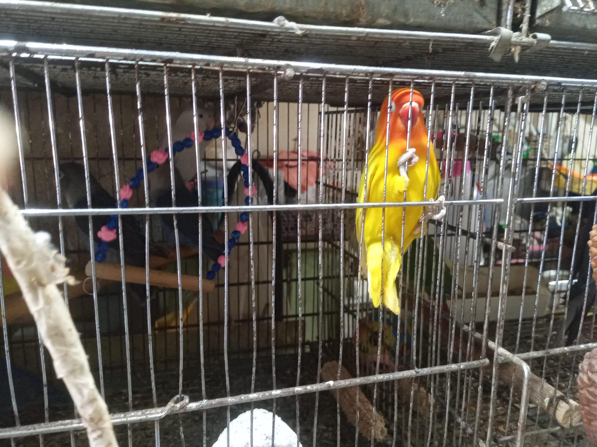 عکس پرنده فروشی مهدی خدام الحسینی