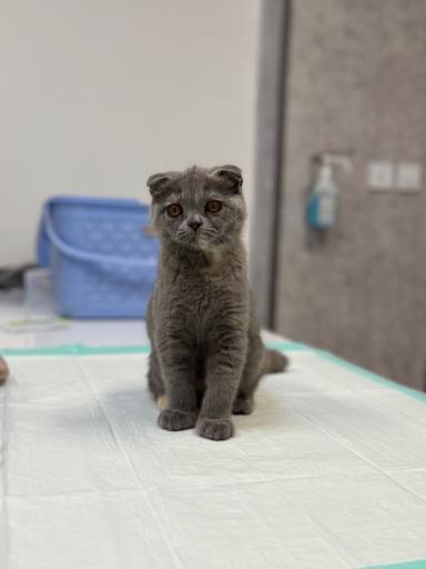 عکس کلینیک دامپزشکی ‌و پت شاپ نیک