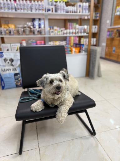 عکس کلینیک دامپزشکی ‌و پت شاپ نیک