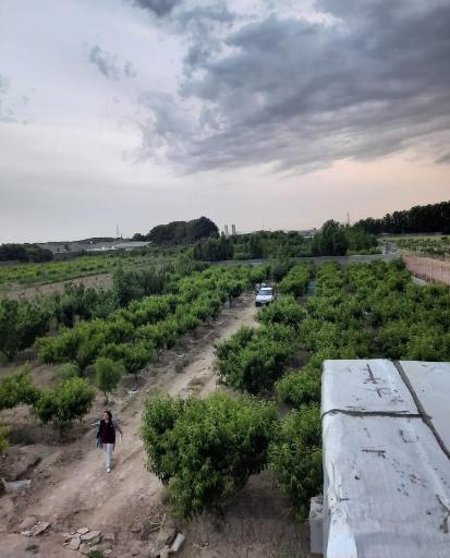 عکس گلخانه میر مختار