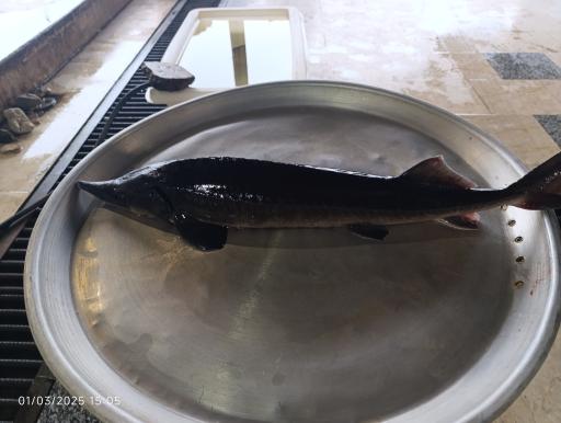 عکس بازار بزرگ ماهی فروشان بندر انزلی