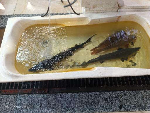 عکس بازار بزرگ ماهی فروشان بندر انزلی