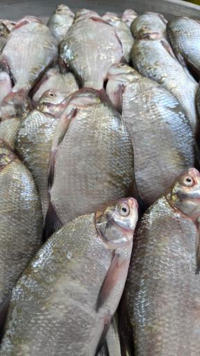 عکس بازار بزرگ ماهی فروشان بندر انزلی