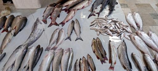 عکس بازار بزرگ ماهی فروشان بندر انزلی