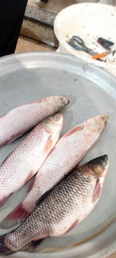 عکس بازار بزرگ ماهی فروشان بندر انزلی