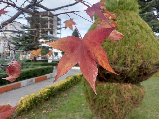 عکس پارک جوان