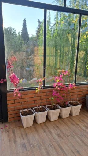 آتلیه عکس چشمان آبی