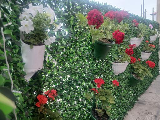 کافه آش گل پونه