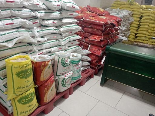 عکس پخش برنج عنبربو مزرعه سبز طاها