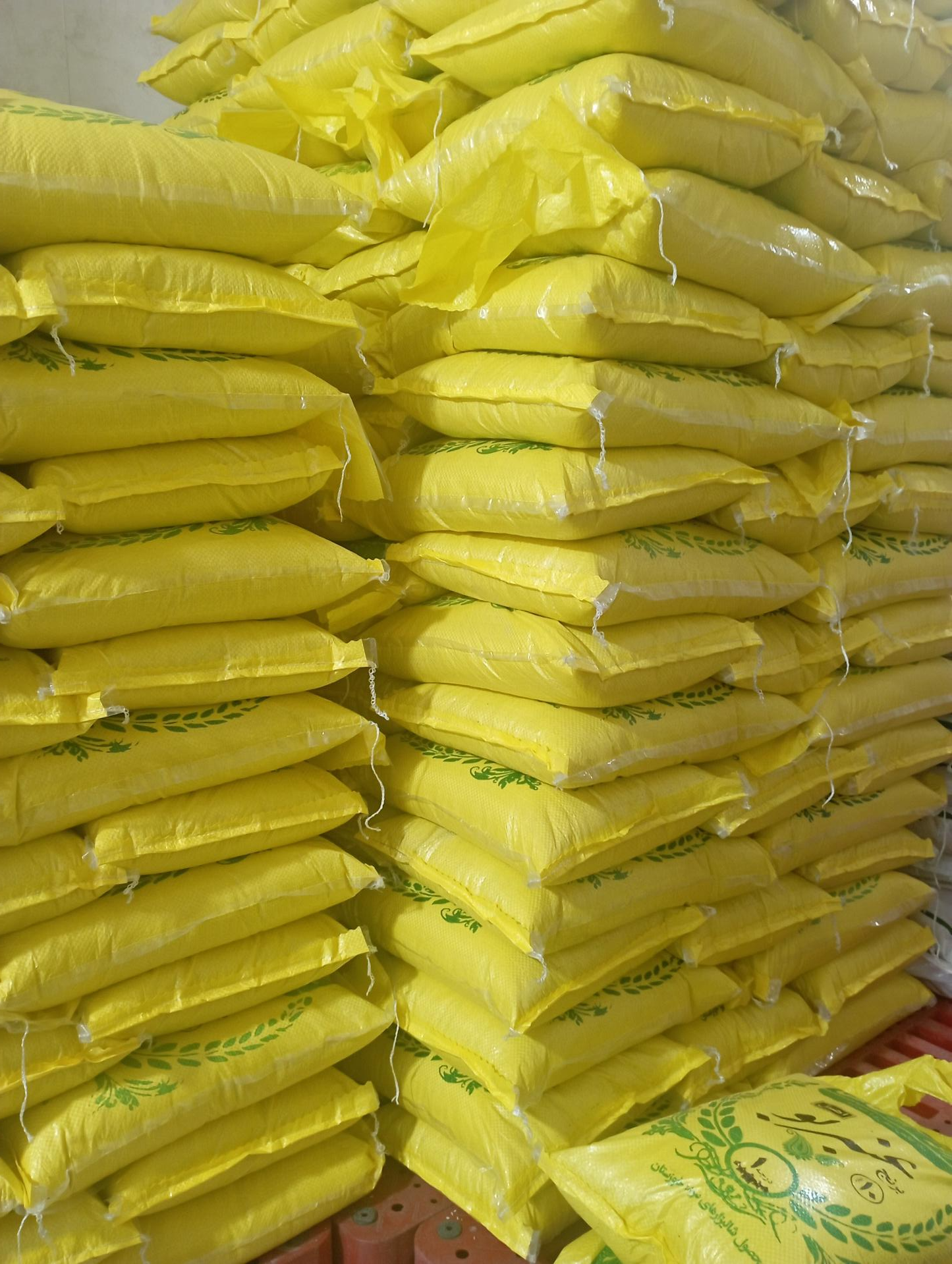 عکس پخش برنج عنبربو مزرعه سبز طاها