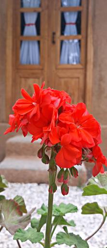 عکس کلبه باغ