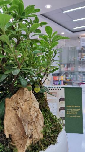 عکس داروخانه دکتر سجودی